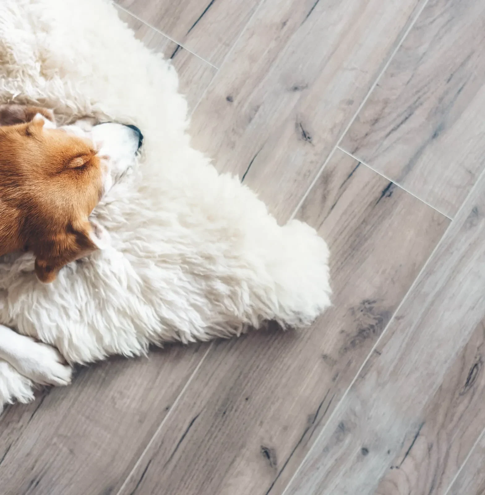 dog vinyl 1600x1600 e1768274755274 | Great Lakes Carpet & Tile